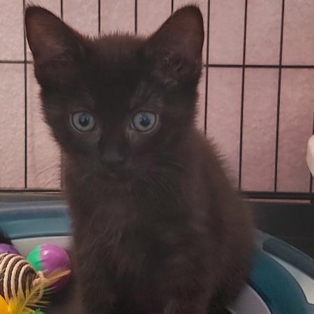 Nos Chats Adoptes Catrescue