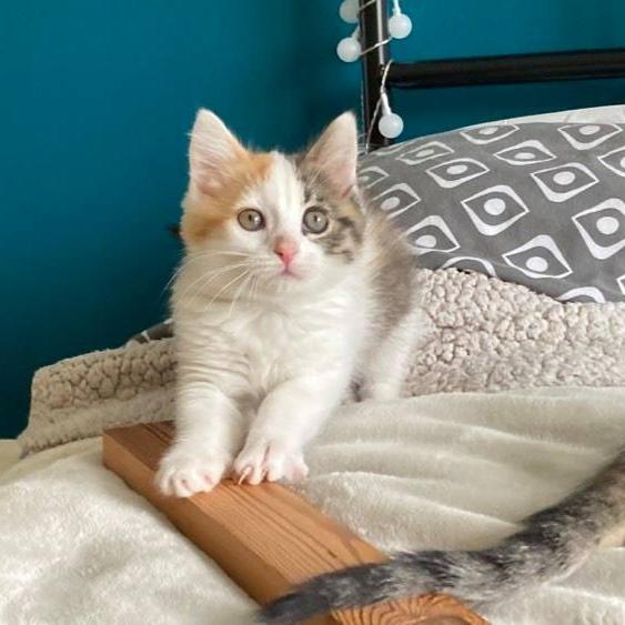 Nos Chats Adoptes Catrescue