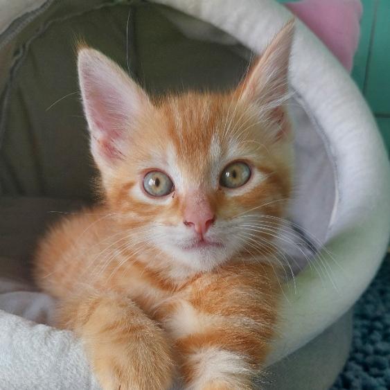 Photo de Weasley